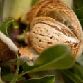 When should almonds be harvested?